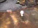 Seworld Video