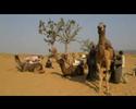 camel-video.jpg