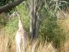 florida-2012-day-three-82-disneys-animal-kingdom