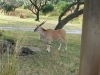 florida-2012-day-three-83-disneys-animal-kingdom