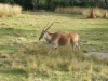 florida-2012-day-three-84-disneys-animal-kingdom