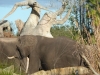 florida-2012-day-three-86-disneys-animal-kingdom