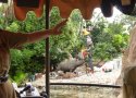 Florida-Day-3-035-The-Magic-Kingdom-Jingle-Jungle-Cruise