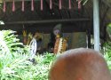 Florida-Day-3-042-The-Magic-Kingdom-Jingle-Jungle-Cruise