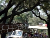 animal-kingdom-giraffe-01.jpg