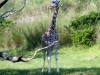 animal-kingdom-giraffe-02.jpg