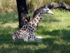animal-kingdom-giraffe-03.jpg