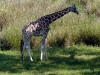 animal-kingdom-giraffe-04.jpg