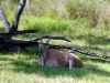 animal-kingdom-safari-01.jpg