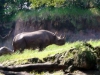 animal-kingdom-safari-07.jpg