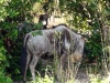 animal-kingdom-safari-08.jpg