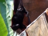 animal-kingdom-bat-01.jpg