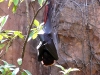 animal-kingdom-bat-02.jpg