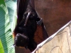 animal-kingdom-bat-04.jpg