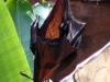 animal-kingdom-bat-05.jpg