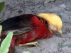 animal-kingdom-bird-01.jpg