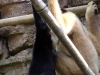 animal-kingdom-monkey-02.jpg