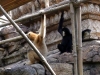 animal-kingdom-monkey-03.jpg