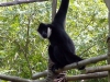 animal-kingdom-monkey-04.jpg