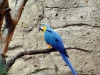 animal-kingdom-parrot-01.jpg
