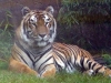 animal-kingdom-tiger-01.jpg