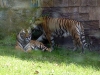 animal-kingdom-tiger-02.jpg