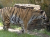 animal-kingdom-tiger-03.jpg
