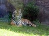 animal-kingdom-tiger-04.jpg