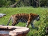 animal-kingdom-tiger-05.jpg
