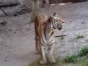 animal-kingdom-tiger-06.jpg