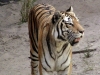 animal-kingdom-tiger-07.jpg