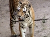 animal-kingdom-tiger-08.jpg