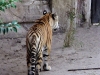 animal-kingdom-tiger-09.jpg