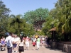 animal-kingdom-tree-of-life.jpg