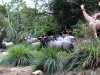 magic-kingdom-jungle-cruise-11.jpg