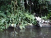 magic-kingdom-jungle-cruise-19.jpg