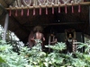 magic-kingdom-jungle-cruise-20.jpg