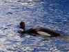 seaworld-believe-shamu-02.jpg