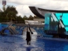 seaworld-believe-shamu-03.jpg