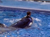 seaworld-believe-shamu-04.jpg