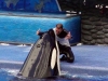 seaworld-believe-shamu-05.jpg