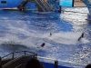 seaworld-believe-shamu-06.jpg