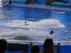 seaworld-believe-shamu-07.jpg