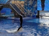 seaworld-believe-shamu-09.jpg