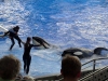 seaworld-believe-shamu-12.jpg