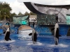 seaworld-believe-shamu-14.jpg