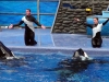 seaworld-believe-shamu-15.jpg