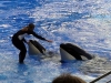 seaworld-believe-shamu-16.jpg