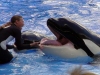 seaworld-believe-shamu-17.jpg