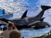 seaworld-believe-shamu-20.jpg